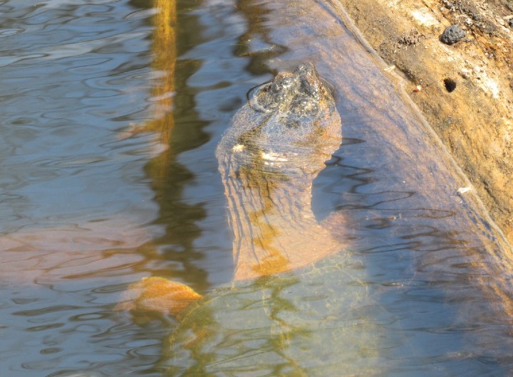 Common Snapping Turtle